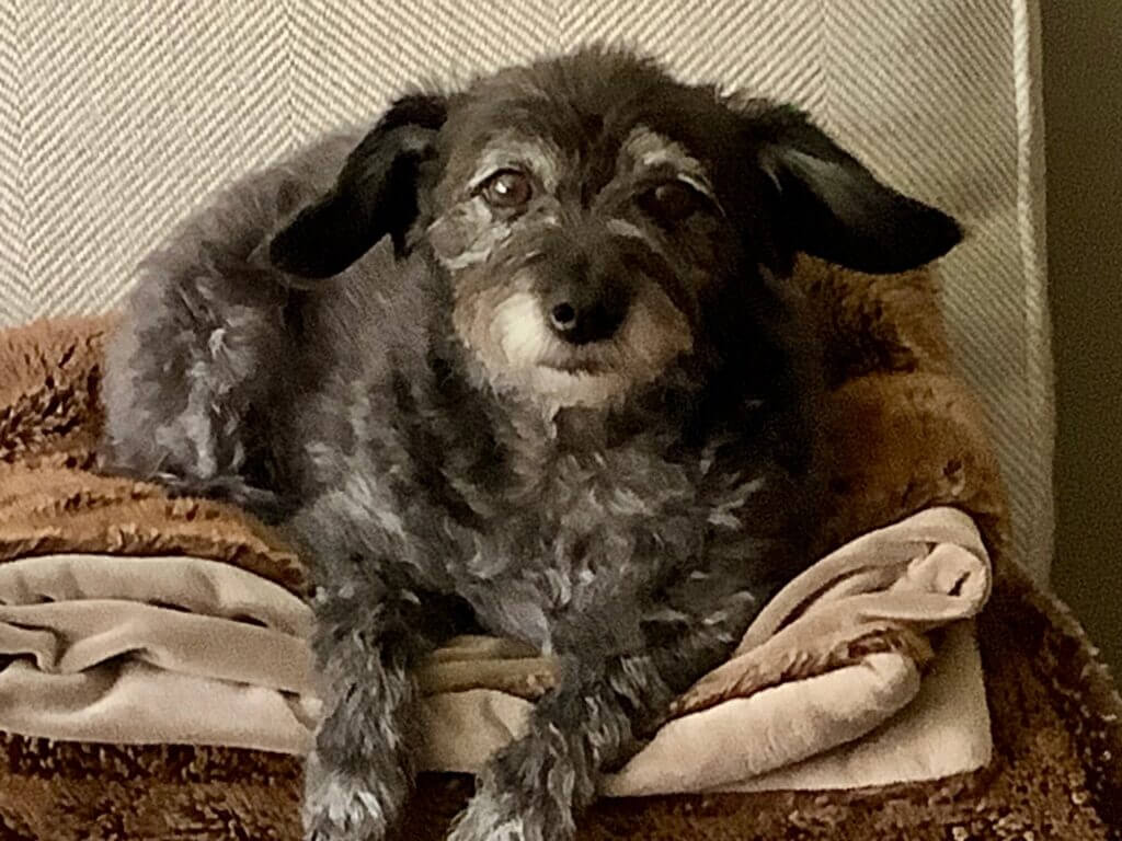 Cute gray terrier mix dog relaxing on a cozy blanket on a sofa.