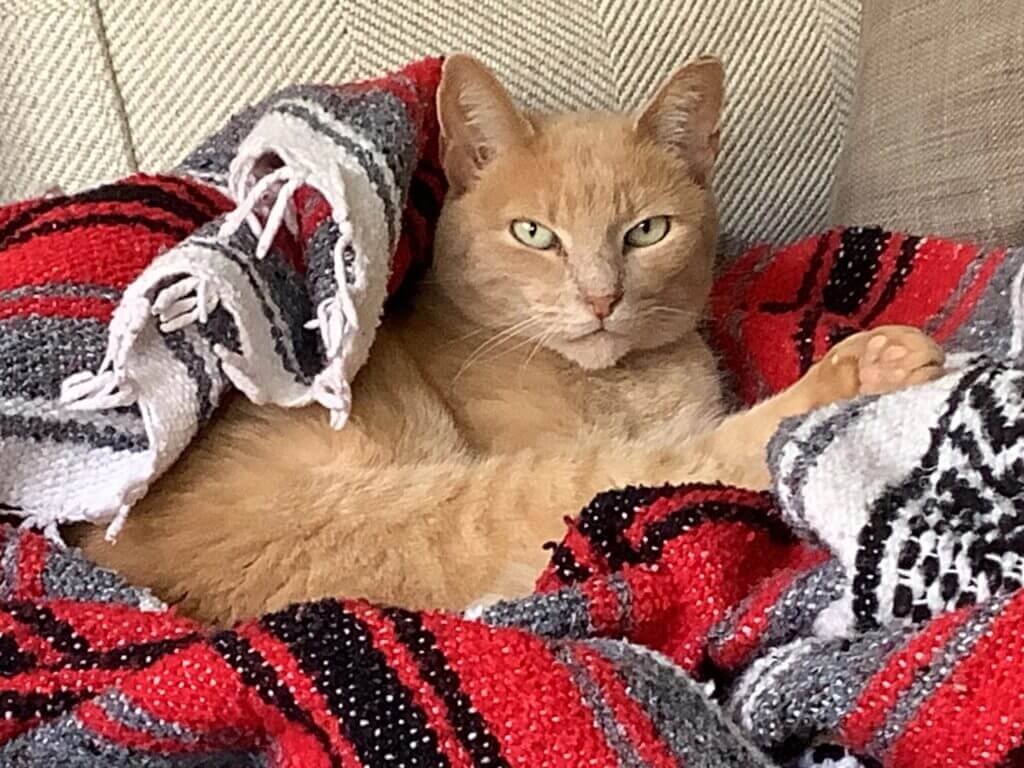 Orange cat lounging on a colorful red, black, and white blanket.